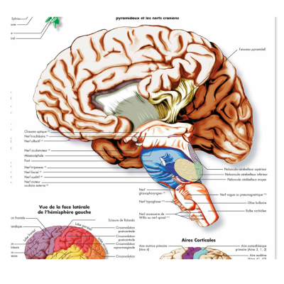 cerveau humain affiche