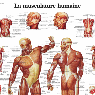 Corps humain et muscle