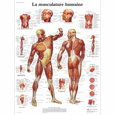 Musculature