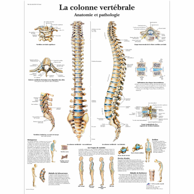 Planche anatomique colonne vertebrale