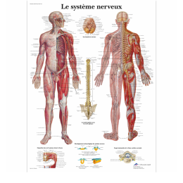 Le système nerveux