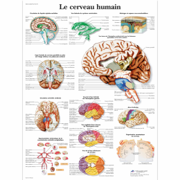 Planche anatomique cerveau 