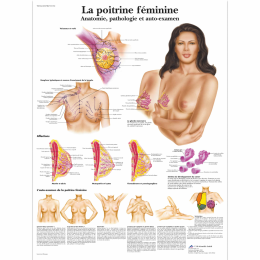 La poitrine féminine - Anatomie, pathologie et auto-examen 